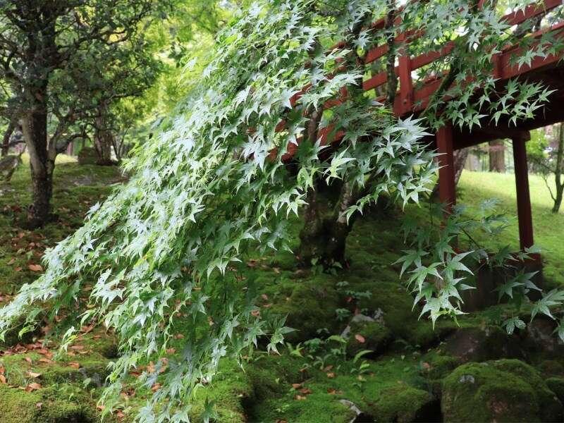 Yumoto Ueyama Ryokan Himeji Extérieur photo